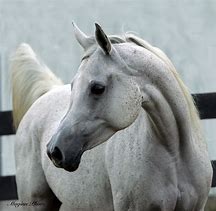 Image result for Arabian Horse Images