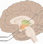 Image result for Memory Center Brain