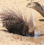 Image result for Baby Hedgehog vs Porcupine