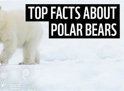 Image result for polar bears facts