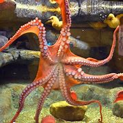 Image result for Biggest Grain Pacific Octopus