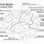 Image result for Brain Anatomy Worksheet