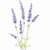 Image result for Lavender Flower Stickers