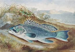 Image result for Vintage Fishing Illustrations