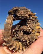 Image result for Armadillo Lizard Roll
