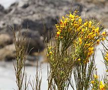 Image result for cytisus