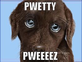 Image result for Sad Puppy Dog Eyes Meme