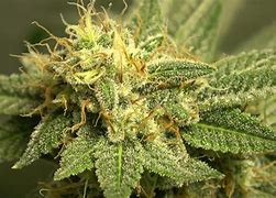 Image result for Best Looking Buds