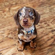 Image result for Cute Dachshund