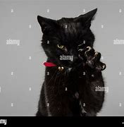 Image result for Black Cat Claws