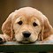 Image result for 4 Cute Dogs