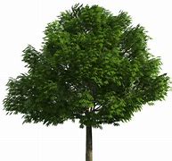 Image result for Realistic Tree Clip Art