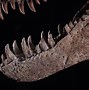 Image result for Dinosaur Head Fossil