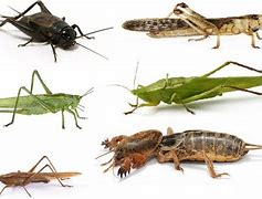 Image result for Cricket Insect vs Grasshopper