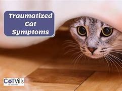 Image result for Traumatized Cat