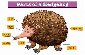 Image result for Hedgehog Skin Diagram