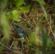 Image result for European Green Lizard