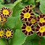 Image result for Primula Gold Lace