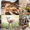 Image result for World's Coolest Animals