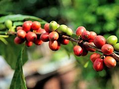 Image result for Caffein and Plant