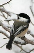 Image result for Chickadee Back