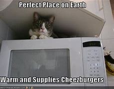 Image result for Cat Going to Microwave Meme