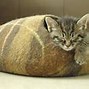 Image result for Cat Bed Meme