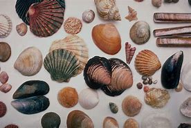 Image result for Mordin Seashells