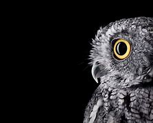 Image result for Microsoft Surface Desktop Background Owl Studio