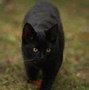 Image result for Exotic Black Cat