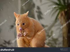 Image result for Possums Eating Fruit