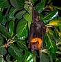 Image result for Fruit Bat Diet