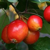 Image result for Malus John Downie