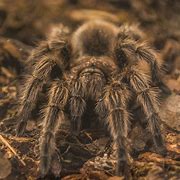 Image result for Tarantula Pictures