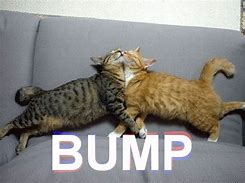 Image result for Bump Funnny