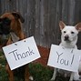 Image result for Happy Dog Meme Thank You