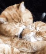 Image result for Cute Animal Love Memes
