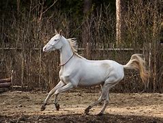 Image result for Ancient Horse Breeds