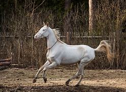 Image result for Ancient Horse Breeds Book