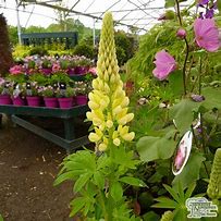 Image result for Lupinus Chandelier