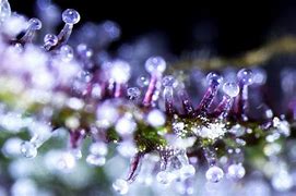Image result for Capitate Stalked Trichomes
