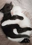 Image result for Two Cats Love Each Other Meme