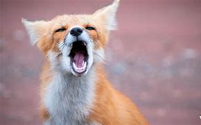 Image result for Side Profile of Angry Fox