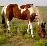 Image result for American Paint Horse Breed