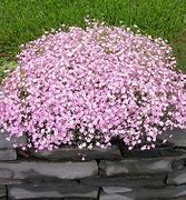 Image result for Gypsophila repens
