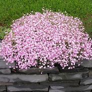 Image result for Gypsophila repens Rosea