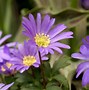 Image result for Anemone blanda