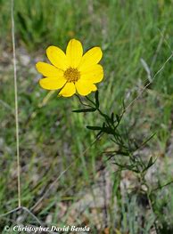 Image result for Coreopsis palmata