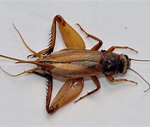 Image result for Cricket Habitat