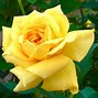 Image result for Bright Yellow Hybrid Tea Rose